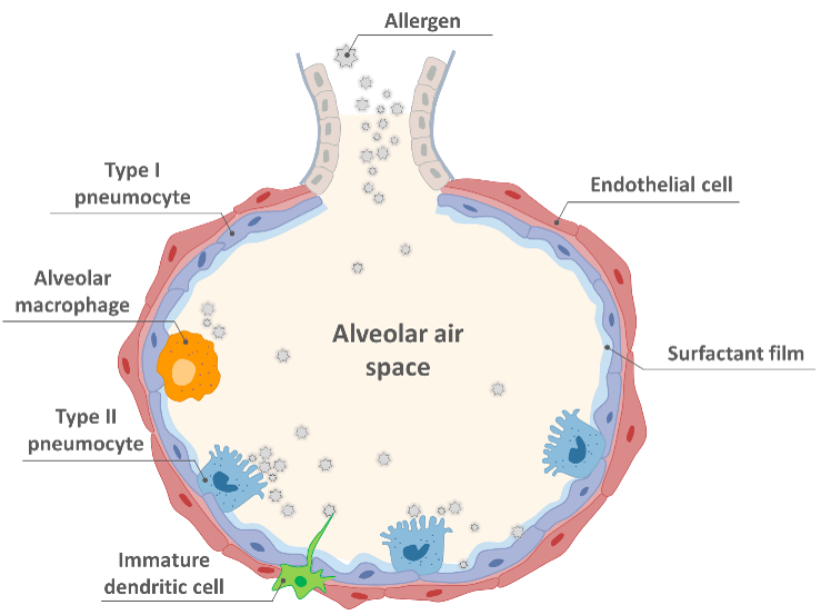 alveolus